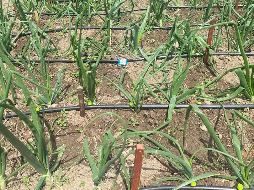 Hileras de cebollas cultivadas en un huerto.
