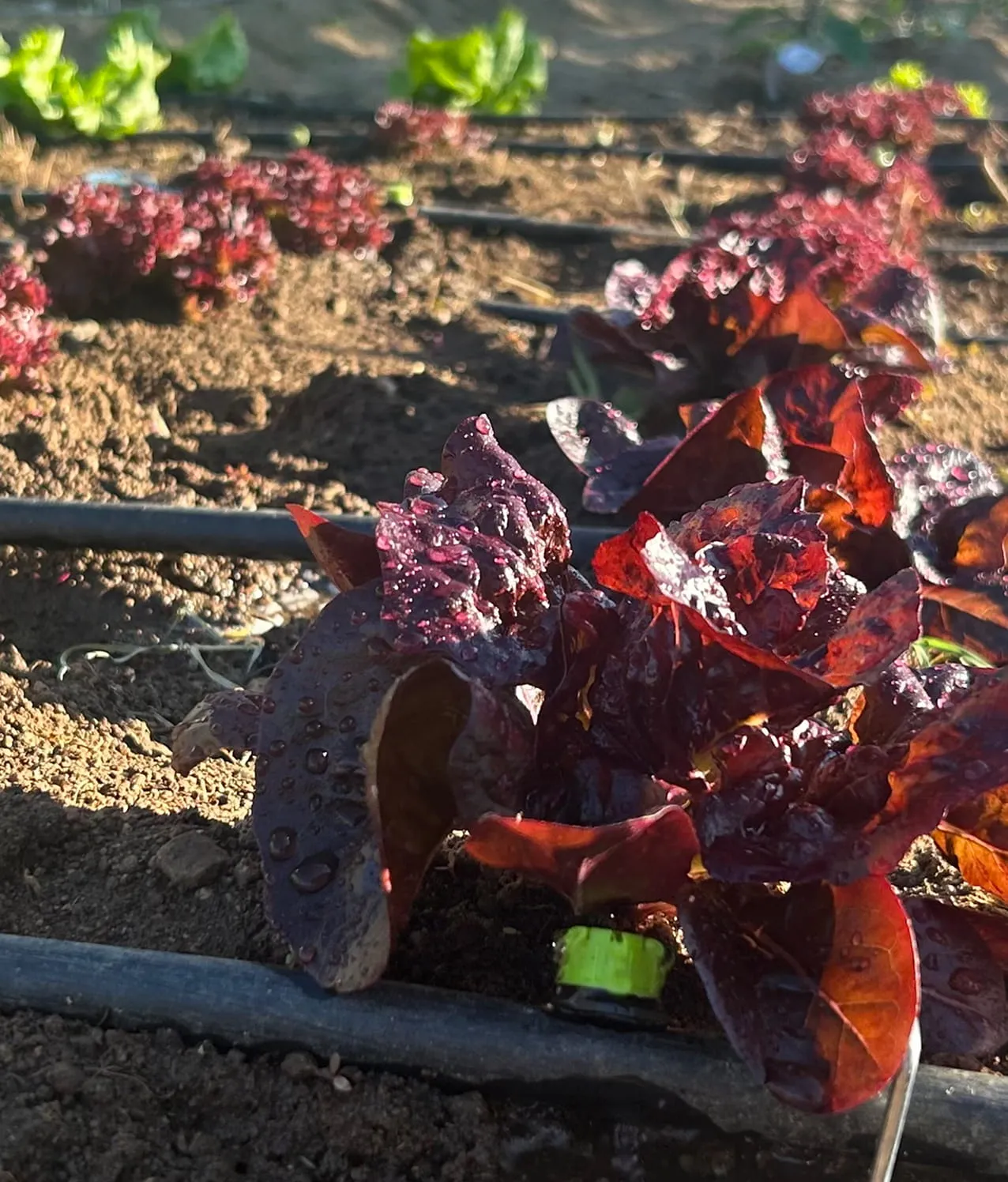 Lechugas frescas cultivadas en nuestra huerta: el ingrediente natural y de Km 0 para las ensaladas del Mesón.